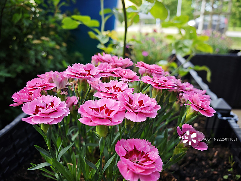 盛开的粉色花瓣图片素材