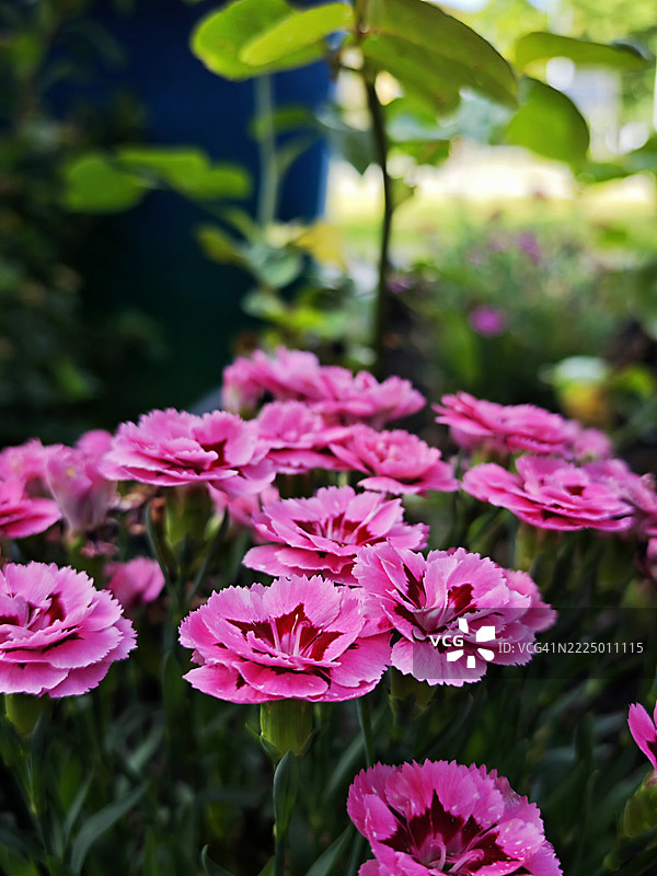 花园中的腮红花图片素材