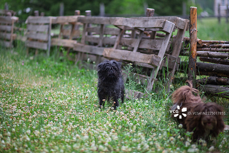 草地上的阿芬平犬。图片素材
