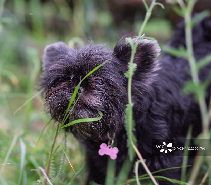 草地上的阿芬平犬。图片素材