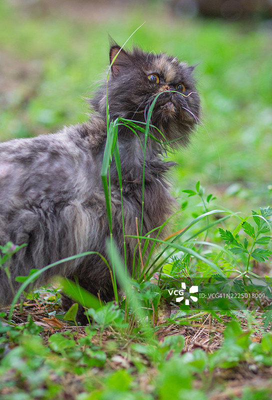 草地上的波斯猫。图片素材
