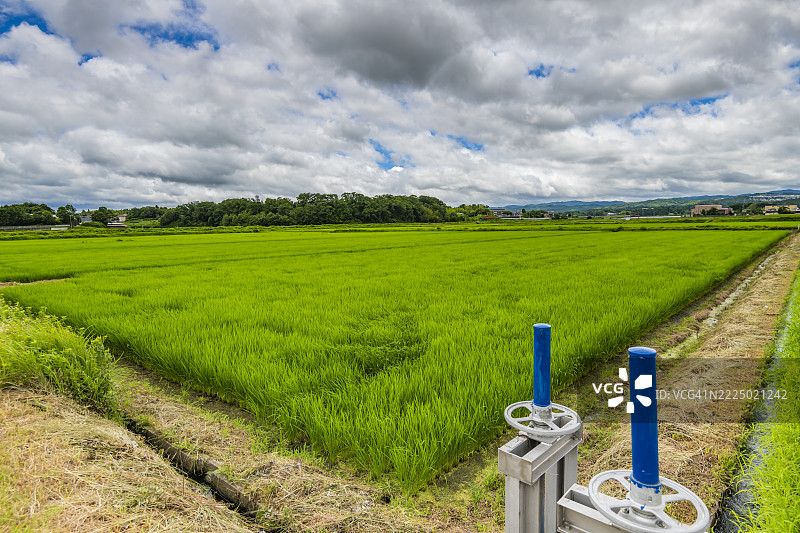 在精心维护的稻田中生长的稻米图片素材