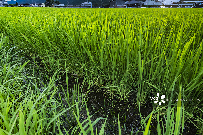 根据水稻生长调整水位图片素材