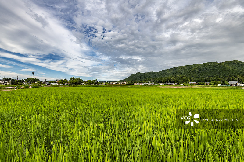 小镇附近的绿色稻田图片素材