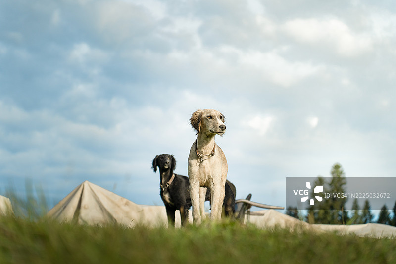 户外活动中的狗狗图片素材