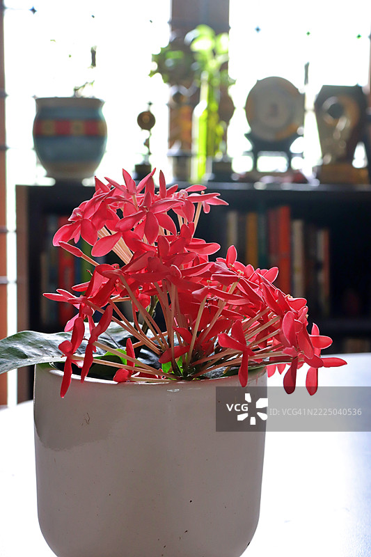 红色的鸡蛋花/西印度茉莉花在白色陶瓷花瓶中的花卉布置/家居室内图片素材