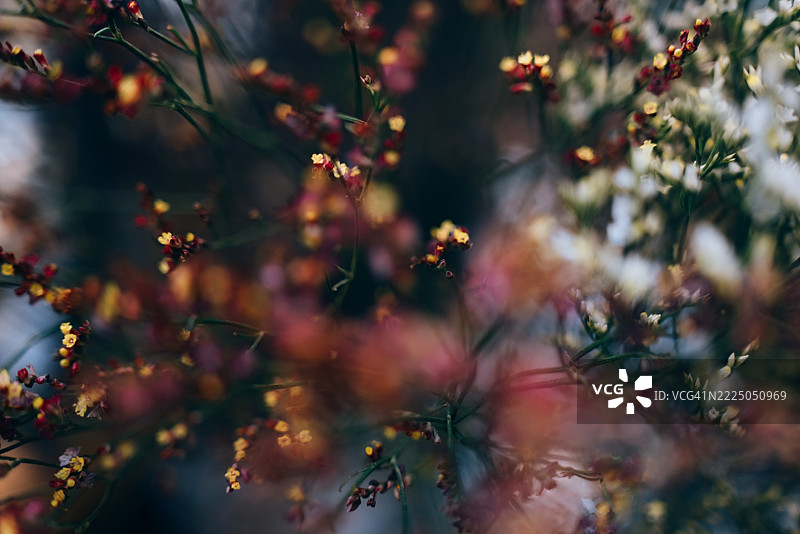 模糊的野花在温暖的晚光中，带有艺术化的失焦效果图片素材