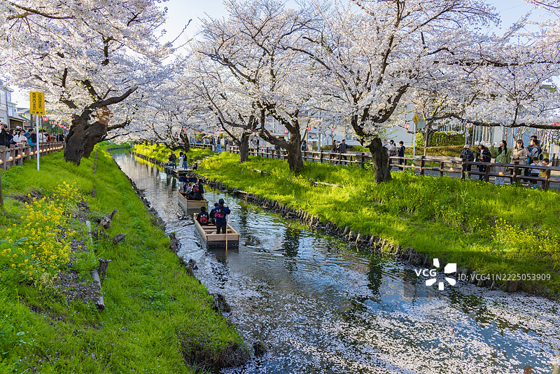 游客们在春天的川越市，埼玉县，乘坐传统木船沿着新河岸河欣赏樱花树隧道的美景。图片素材