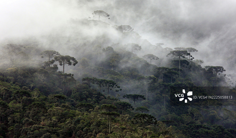巴西高原的雾霭阿劳卡里亚森林图片素材