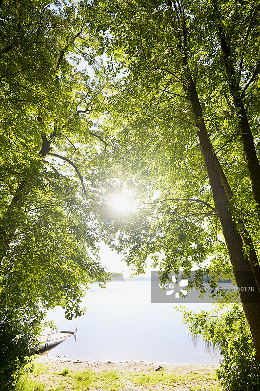夏天湖边的树木，阳光透过绿色的树冠洒下。图片素材