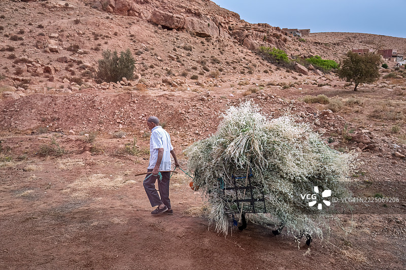 在摩洛哥廷吉尔附近，一名男子牵着一头驴，驴背上装满了稻草。图片素材
