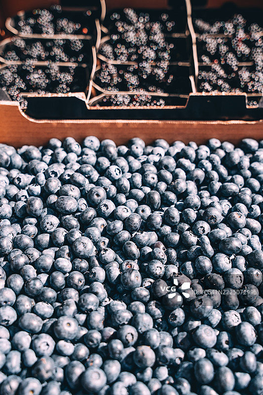 新鲜采摘的有机蓝莓和黑莓图片素材