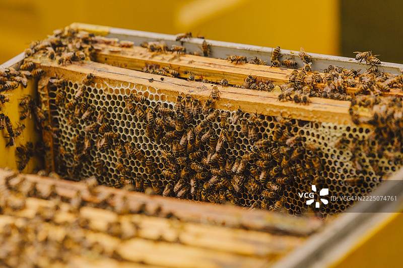 Close-up of a beehive with honeycombs and bees in an apiary during spring图片素材
