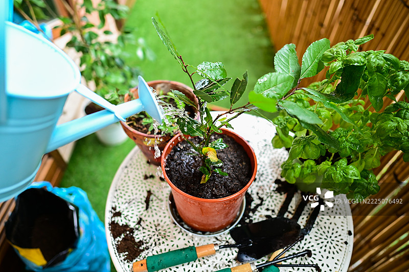 园丁用蓝色浇水壶给盆栽香叶树浇水图片素材