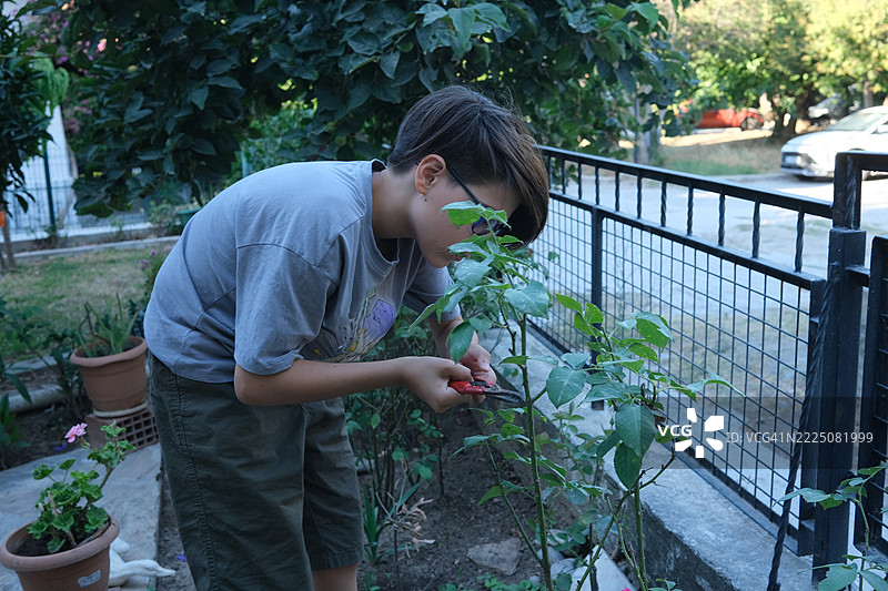 11岁男孩在花园里修剪玫瑰枝。图片素材