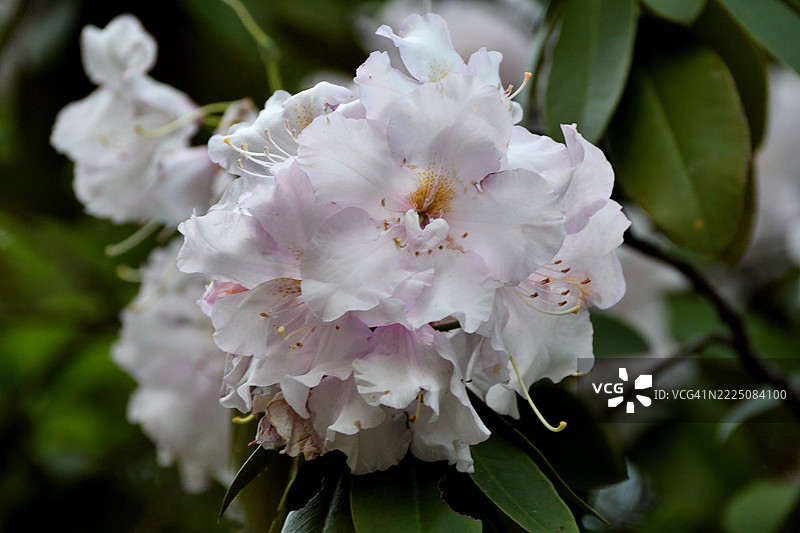 杜鹃花 / 玫瑰湾杜鹃 / 大月桂图片素材