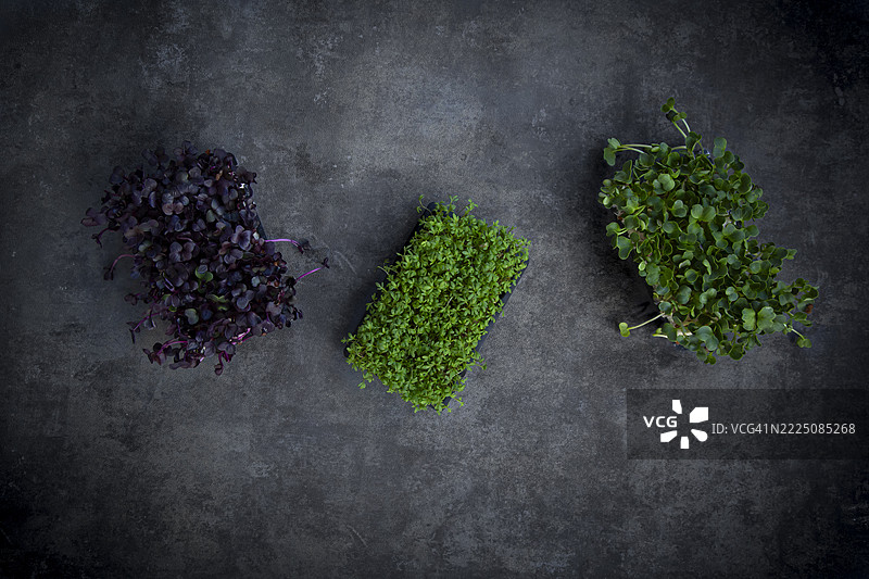 三种不同类型的水田芥排列在黑色石材表面上图片素材