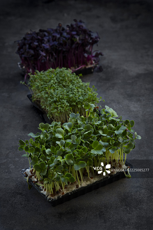不同种类的水田芥在黑色石材表面图片素材