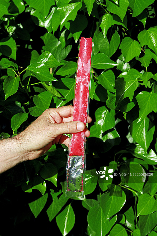 手握草莓冰棒，背景是花园中的绿叶。图片素材