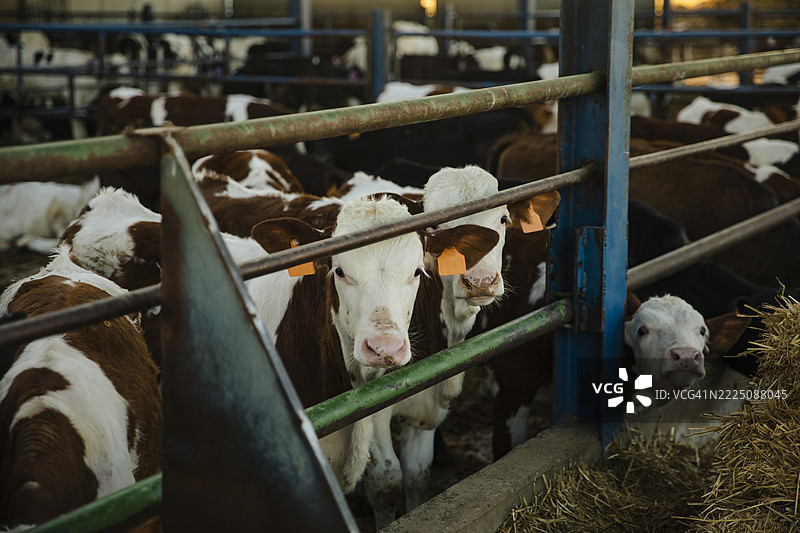 农场日落时分，围栏内的小牛图片素材