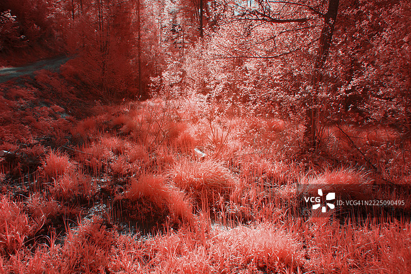 生机勃勃的粉色红外视角，阿尔姆湖地区郁郁葱葱的植被，没有人群。图片素材