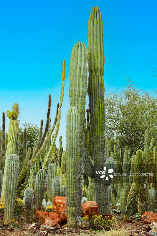 索诺拉沙漠中的巨型仙人掌花园图片素材