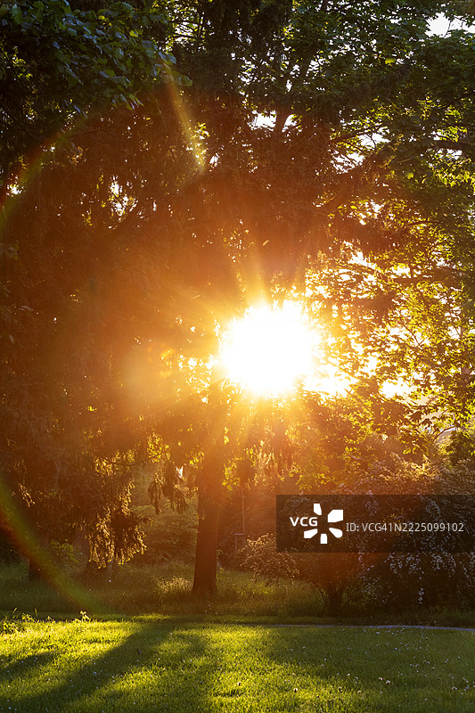 维尔茨堡环公园中透过树木的日落，阳光闪耀，氛围宁静图片素材