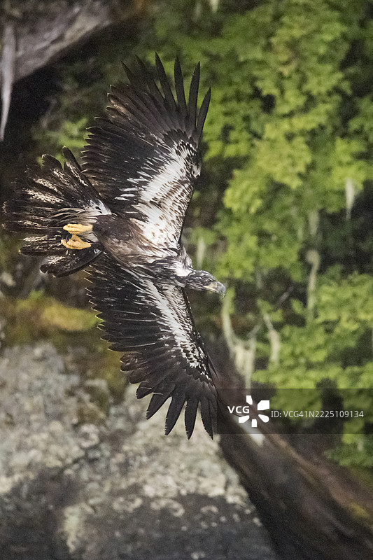 年轻的秃鹰在飞翔图片素材
