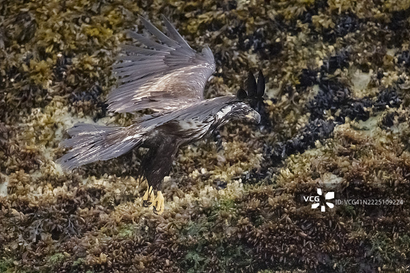 年轻的秃鹰降落图片素材