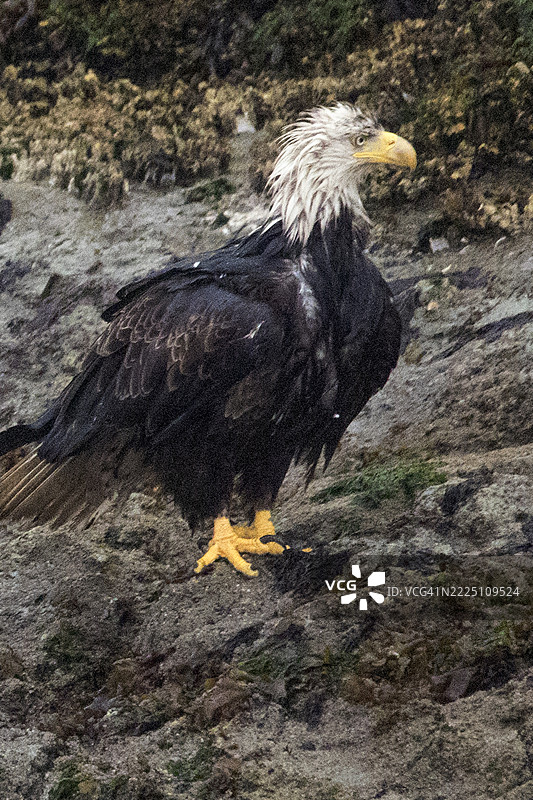 秃头鹰栖息在湿漉漉的羽毛上图片素材
