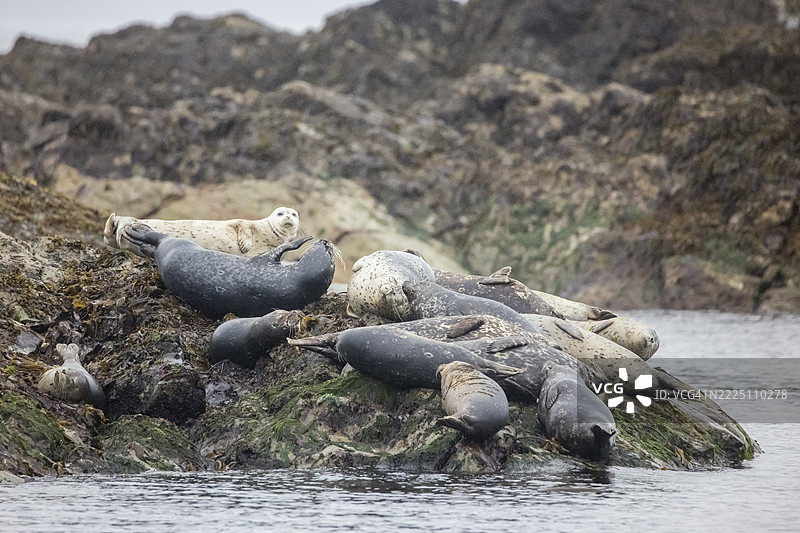 港湾海豹在岩石海岸上休息图片素材