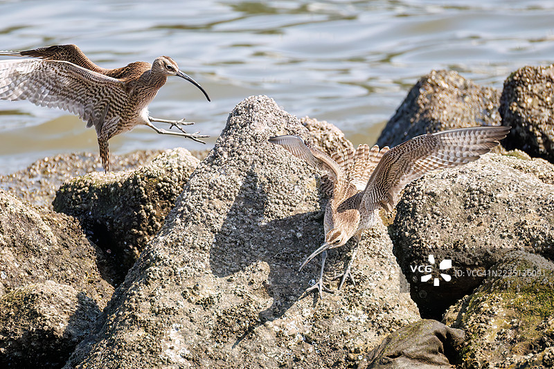 斑头雁，学名：Numenius phaeopus。它们正在与同类争斗，拍打着翅膀飞出去。图片素材