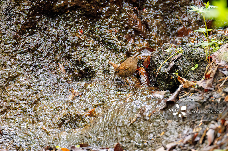 可爱的欧亚鹪鹩（Troglodytes troglodytes，属于灯笼鱼科）体型小巧，声音嘈杂而急促。正在春天里洗澡。图片素材