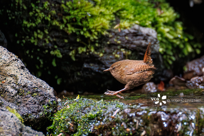 可爱的欧亚鹪鹩（Troglodytes troglodytes，属于灯笼鱼科）体型小巧，声音嘈杂而急促。正在春天里洗澡。图片素材