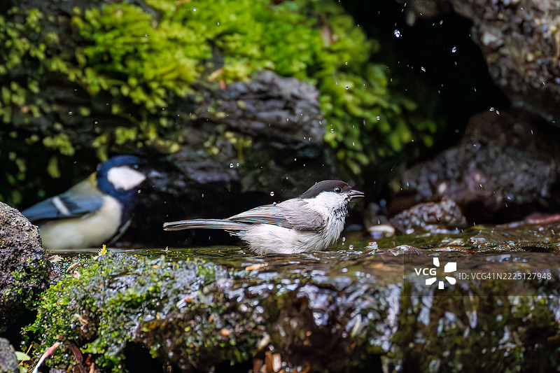 柳雀，Poecile montanus。日本山雀，Parus minor。在泉水中洗澡。图片素材
