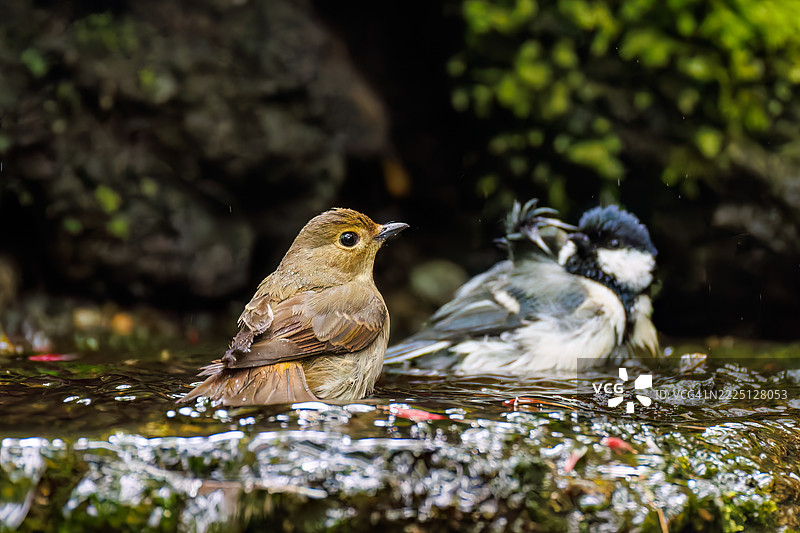 一对可爱的水仙捕虫鸟（Ficedula narcissina）和日本山雀（Parus minor，山雀科）在春天的水中洗澡。图片素材