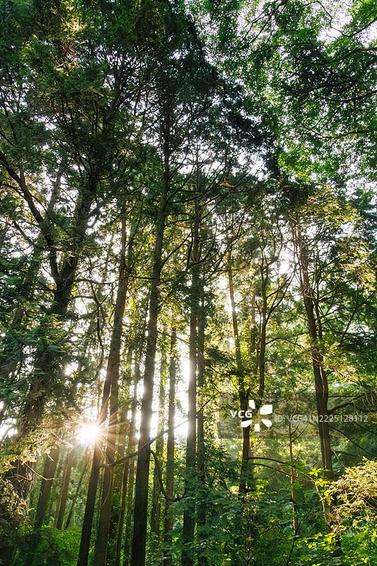 清晨新鲜的绿色森林小路。高大的雪松和其他树木生机勃勃。晨光美丽迷人。图片素材