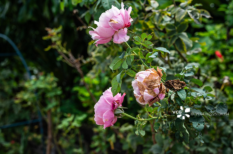 暴雨后受损的玫瑰花。图片素材