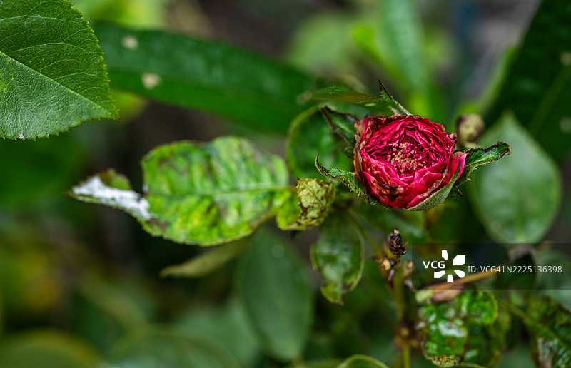 玫瑰花蕾出现灰霉病问题。该病可能影响花朵，导致花朵无法开放，并可能被灰褐色的真菌生长覆盖。图片素材