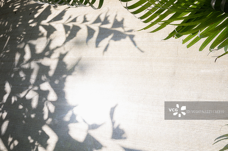 树的影子投射在浅棕色的布料背景上图片素材