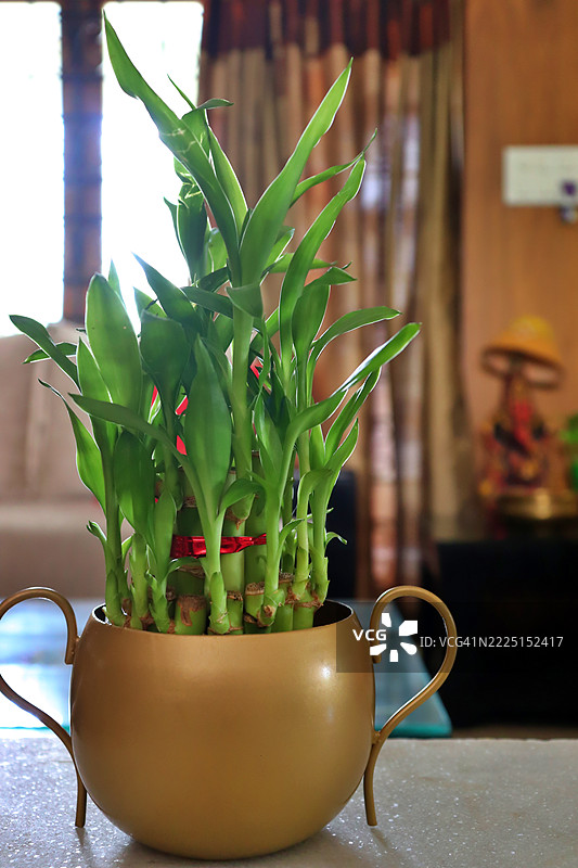 幸运竹植物放在黄铜/金属花瓶中/家居室内/家居装饰图片素材
