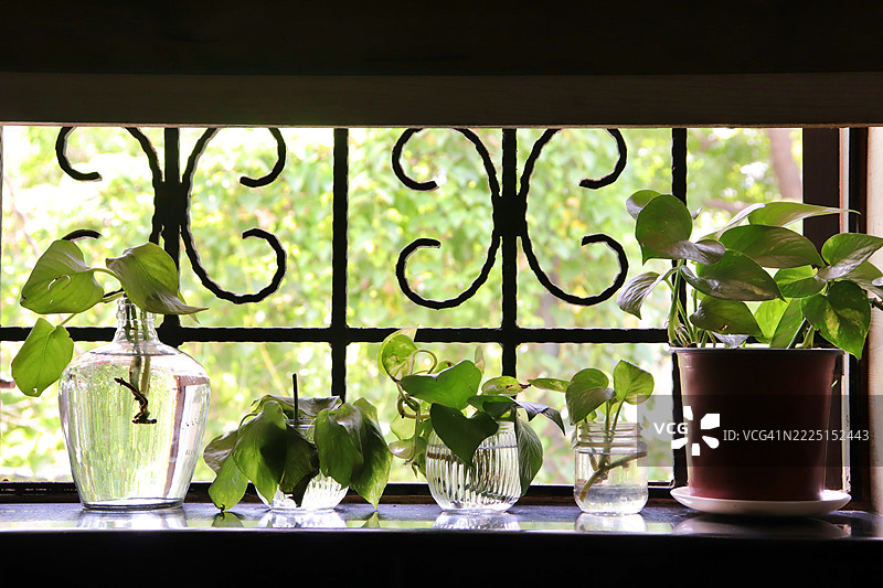在窗台附近的玻璃梅森罐和花盆中的绿萝/发财树/植物繁殖/园艺/室内植物图片素材