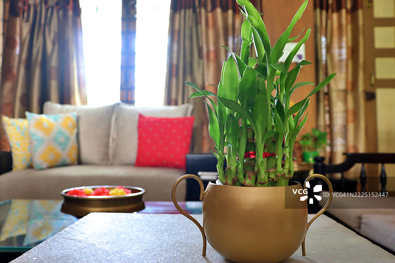 幸运竹植物放在黄铜/金属花瓶中/家居室内/家居装饰图片素材