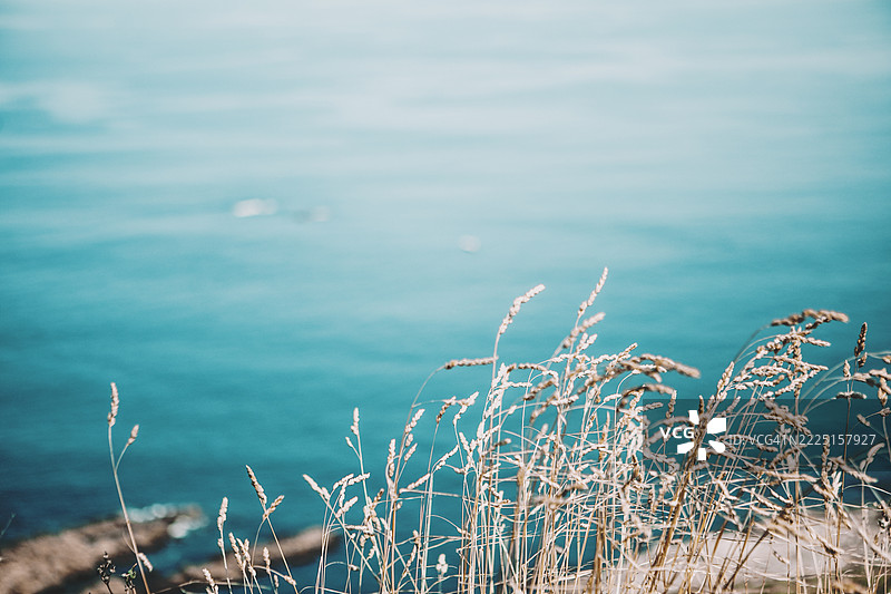 海洋背景下，高高的干草在风中摇曳的特写镜头。图片素材