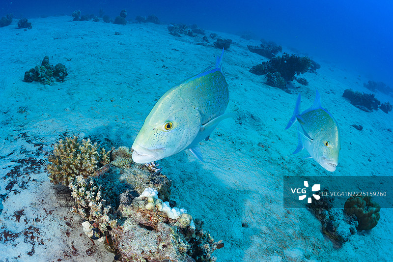 金枪鱼，两条橙斑鲹，水下照片，海洋生物图片素材