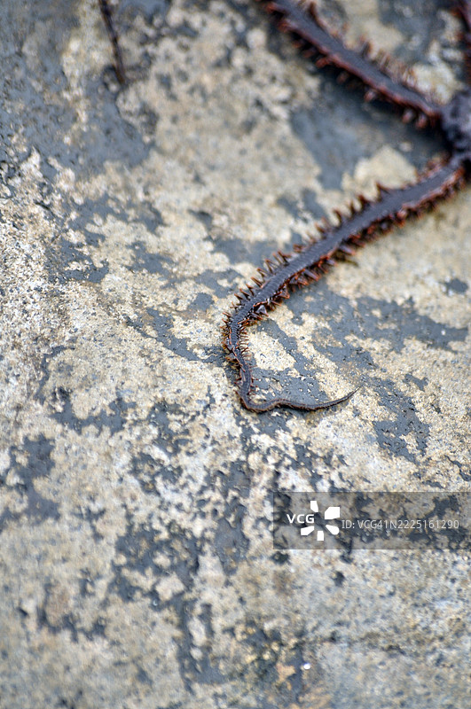 Ophiocoma scolopendrina脆星的触手特写镜头。图片素材