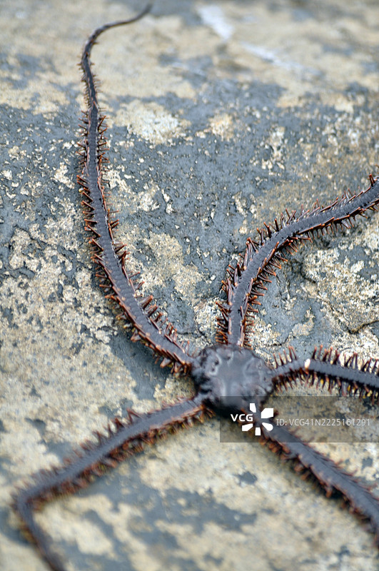 一只千足星的特写镜头。图片素材