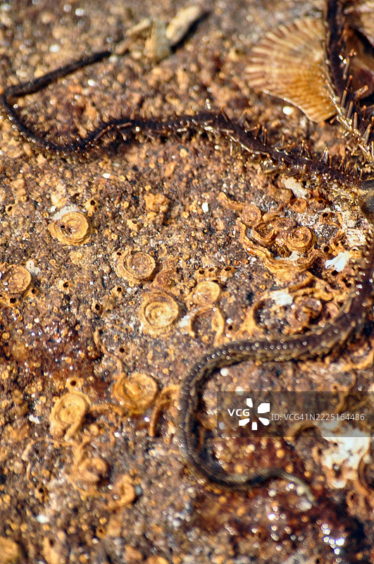 一只千足星的特写镜头。图片素材