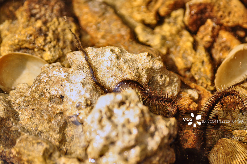 一只千足星的特写镜头。图片素材