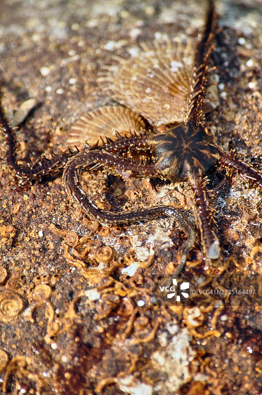 一只千足星的特写镜头。图片素材